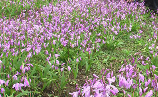 老人陈世威白芨种植一亩年均纯收23万元的致富之道(图2)