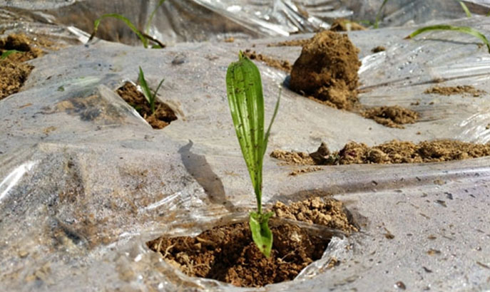 大山里种白芨成脱贫致富良方(图2)